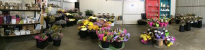 Toowoomba Flower Market Pic 3