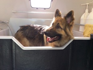 Jim's Dog Wash Pic 2 - The most handsome of boys