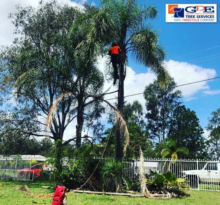 Gde Tree Services Pic 1 - Palm Tree RemovalMaintenance