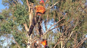 Gde Tree Services Pic 3 - Tree Lopping