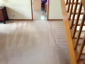 KP's Carpet Cleaning Sydney Pic 5 - Nice clean carpets just been steam cleaned in Frenches Forest