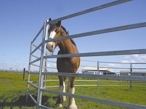 Farm Fencing Direct Pic 2 - Equine Panel