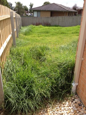 We Will Do It! Pic 5 - no lawn can beat us