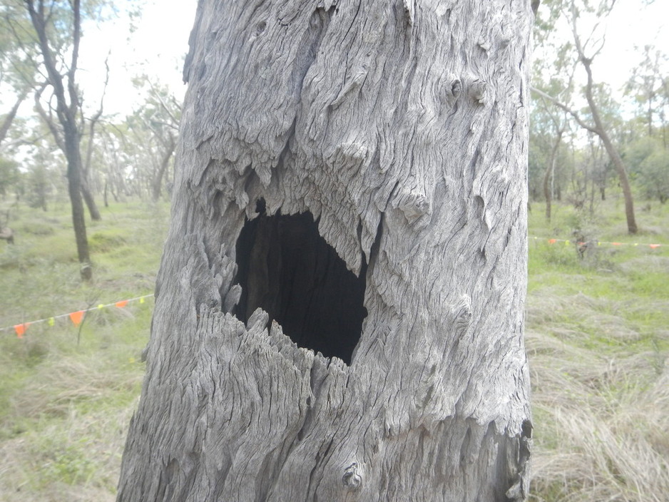 Archaeo Cultural Heritage Services Pic 1 - Aboriginal cultural heritage management