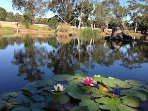 Airlie Farm Retreat Pic 4