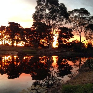 Airlie Farm Retreat Pic 5 - The wetlands at sunset