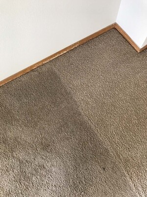 Carpet Cleaning Greenslopes Pic 2