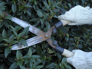 Home & Garden Care Pic 4 - hedging pruning trimming