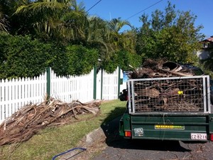 Lawns by Bruce - Mowing and Gardening Services Pic 2 - Palm frond clean ups no problem