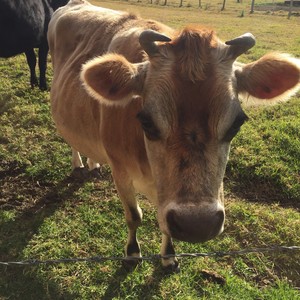 the other side artist retreat Pic 5 - Pearl the very friendly cow with her friend espresso