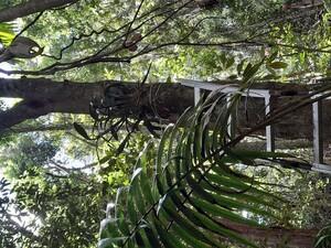 Biological Preservation Australia Pic 4 - Mounting an orchid to assist in species diversity