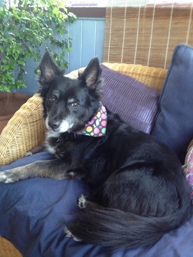 Dog Star Grooming Pic 1 - Max modelling our bandanas from America