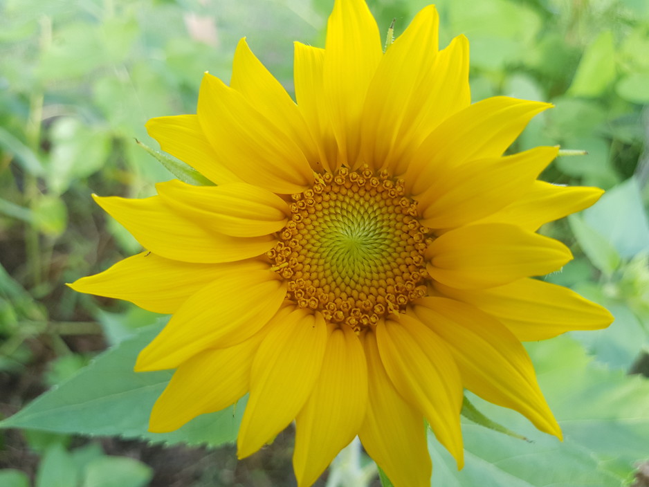 Back2nature Gardening Services Pic 1 - the bees love sunflowers