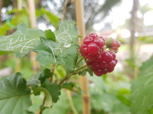 Back2nature Gardening Services Pic 2 - nothing better than fresh organic produce grown at your doorstep port Macquarie gardening