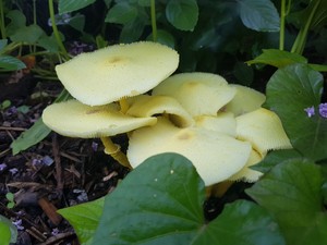 Back2nature Gardening Services Pic 3 - fruiting body of fungi soil food web just doing its thing Port Macquarie gardening