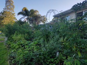 Back2nature Gardening Services Pic 4 - edible garden port Macquarie