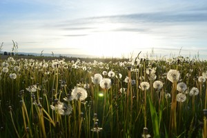 Energy Healing Byron Bay Pic 2