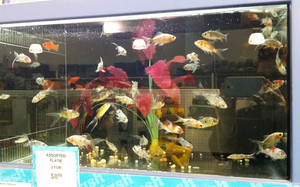 PETstock Ashmore Pic 5 - Aquariums