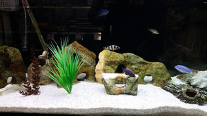 PETstock Ashmore Pic 2 - Aquariums