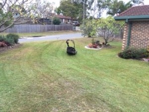 Grass Hoppa Pic 4 - Lawns