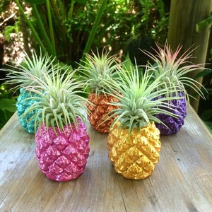 Air Plant Designs Pic 3