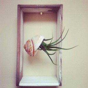 Air Plant Designs Pic 5