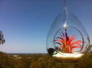 Air Plant Designs Pic 2