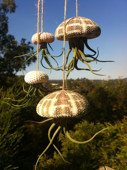 Air Plant Designs Pic 1