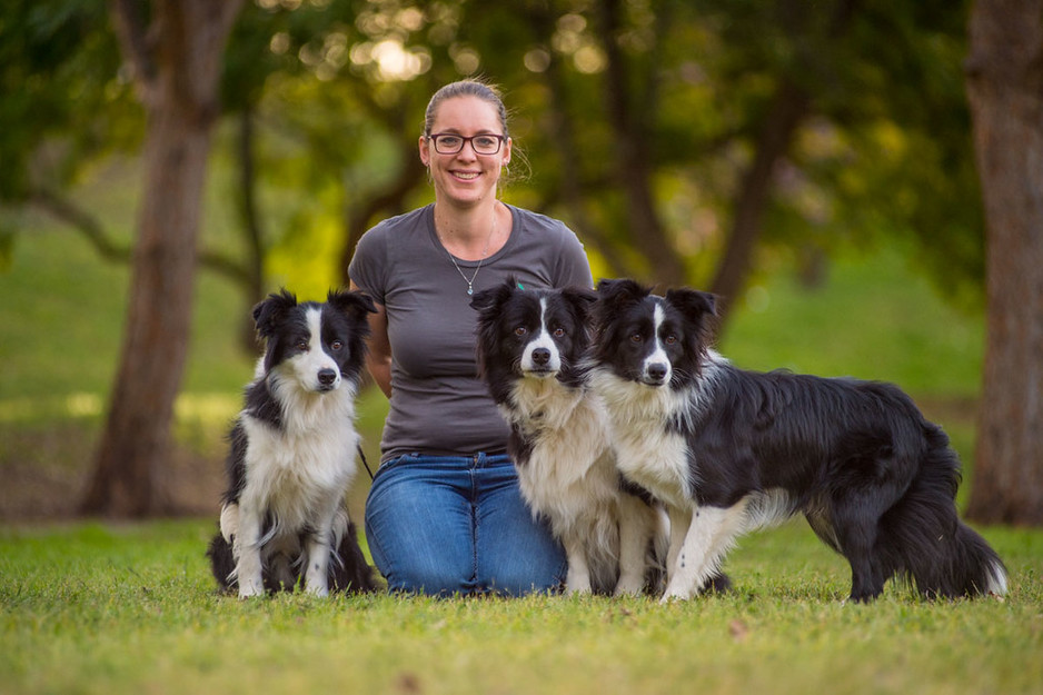 Synergy Dog Training Pic 1 - Our trainer Nicole with her 3 Border Collies that shes bred and trained