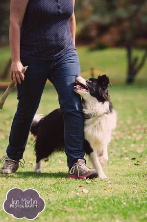 Synergy Dog Training Pic 4 - Nicole working with her oldest Border Collie Ella