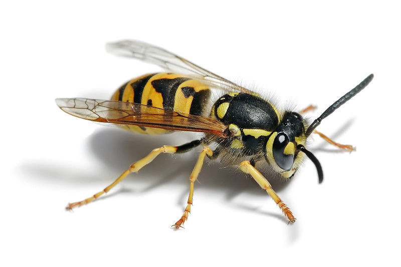 Action Pest & Weed Control Pty Ltd Pic 1 - european wasp