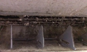 Neesh Air Con Cleaning Services Pic 2 - Mould and bacteria on cylindrical fan of split system air conditioner