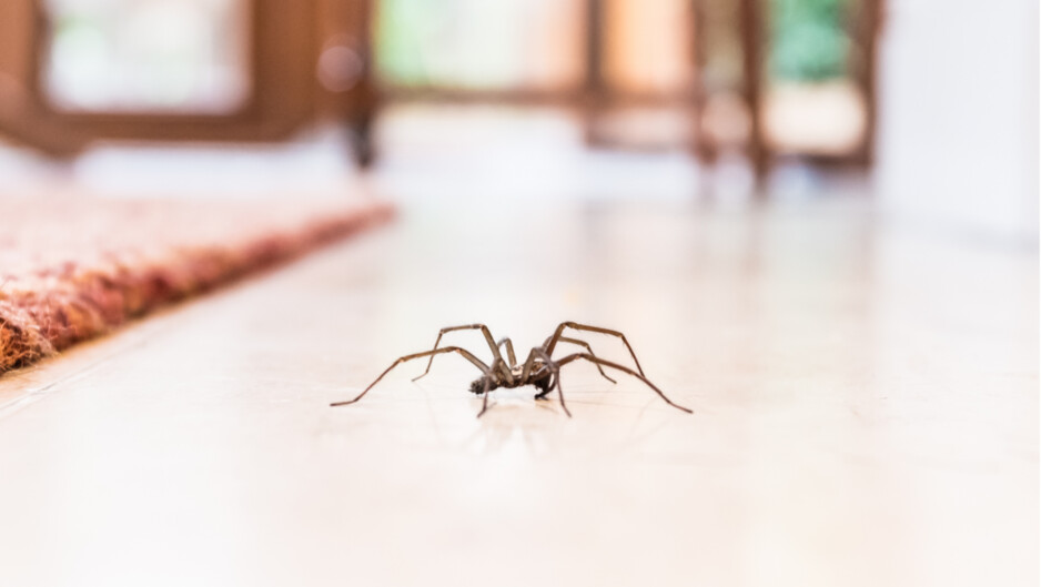 Home pest Control Perth - spider Pic 1