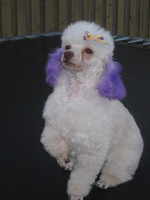 stephys poochie salon Pic 2