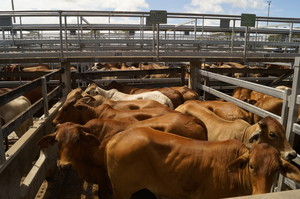 Ray White Livestock Rockhampton Pic 5