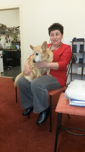 Oracle Wisdom Pic 4 - Our guard dog Taffy the corgi