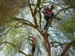 Tree Removal Melbourne Pic 4