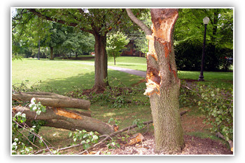 Tree Removal Melbourne Pic 1