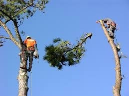 Tree Removal Melbourne Pic 5