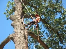 Tree Removal Melbourne Pic 3