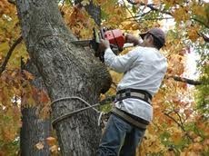 Tree Removal Melbourne Pic 2