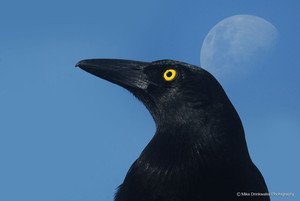 Mike Drinkwater Photography Pic 3 - The beautiful Currawong