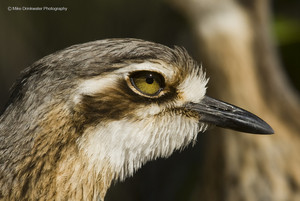 Mike Drinkwater Photography Pic 4 - The majestic Bush Stone Curlew showing off her Maybelline makeup secrets