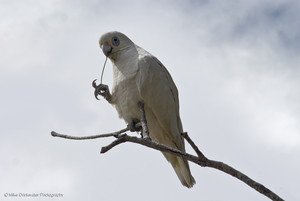 Mike Drinkwater Photography Pic 5 - Little Corella