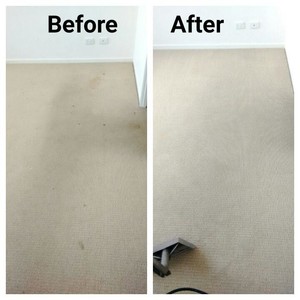 Suncoast Carpet & Pest Control Pic 5 - Carpet