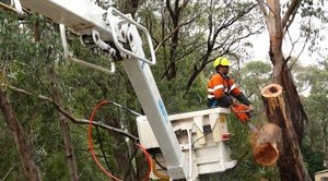 Sydney Professional Tree Services Pic 3