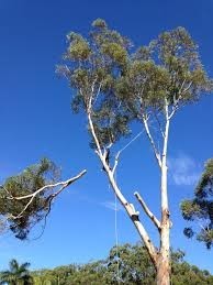 Sydney Professional Tree Services Pic 1