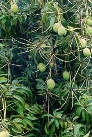 Donkey Camp B And B Pic 1 - Donkey Camp B and B mango tree