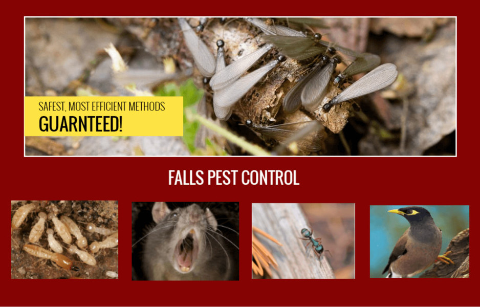 falls pest control Pic 1