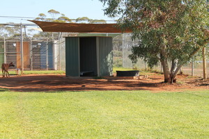 Paws Resort Pic 3 - Exercise yard